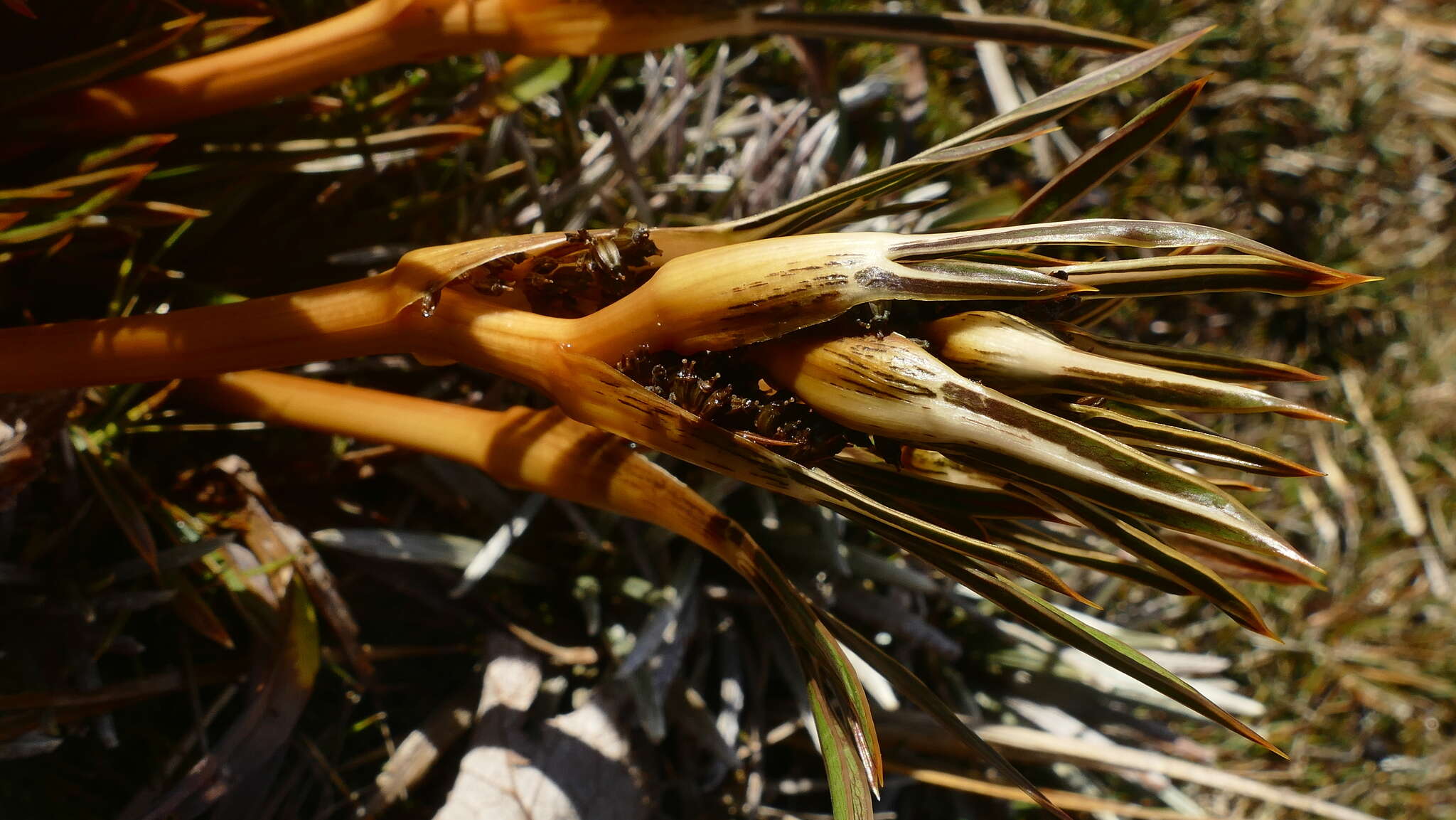 Image de Aciphylla traillii var. cartilaginea (Petrie) Cheesem.