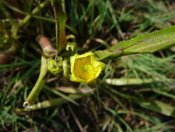 Image of <i>Ranunculus <i>alismifolius</i></i> var. alismifolius