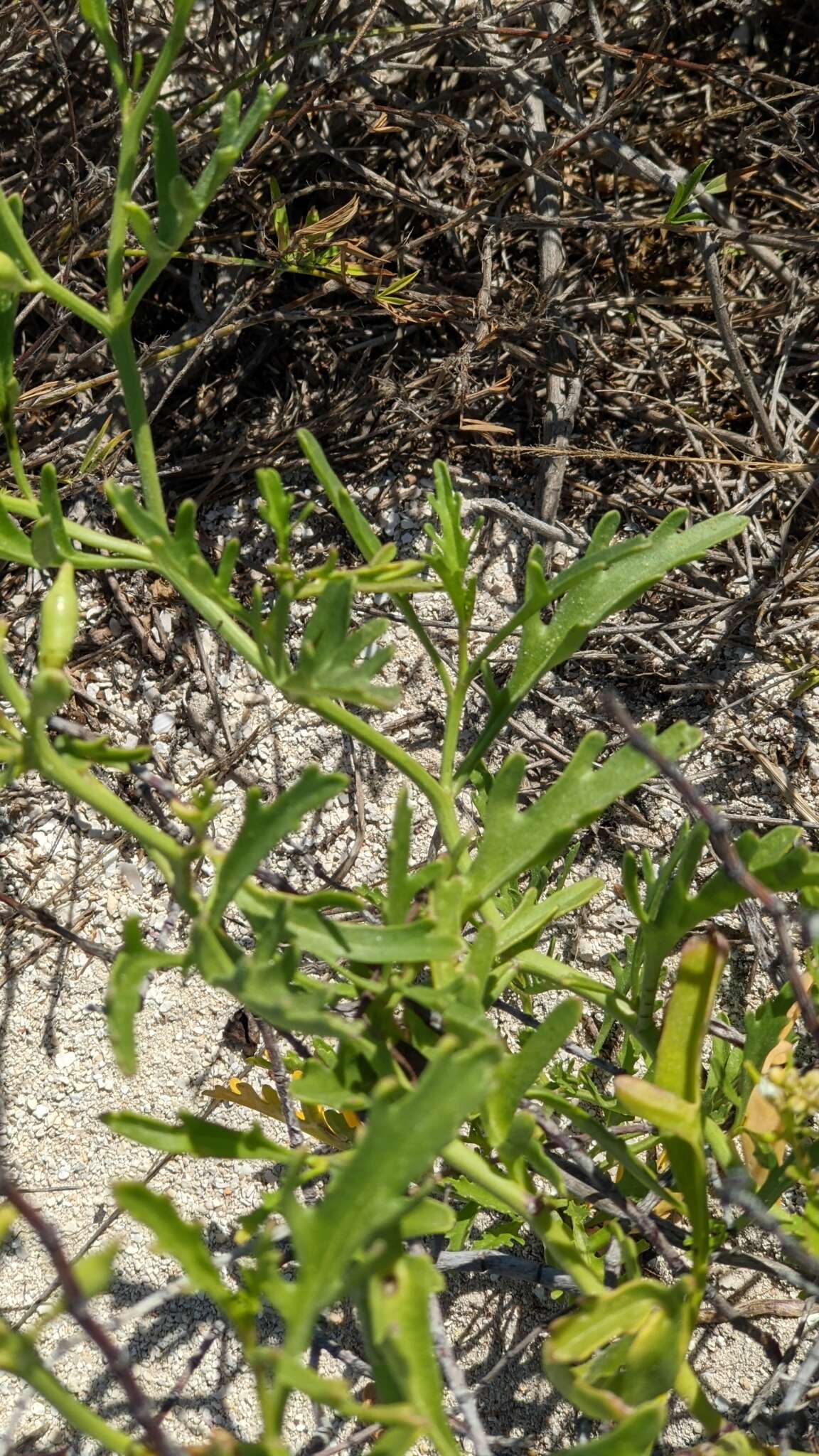 Image de Cakile lanceolata (Willd.) O. E. Schulz