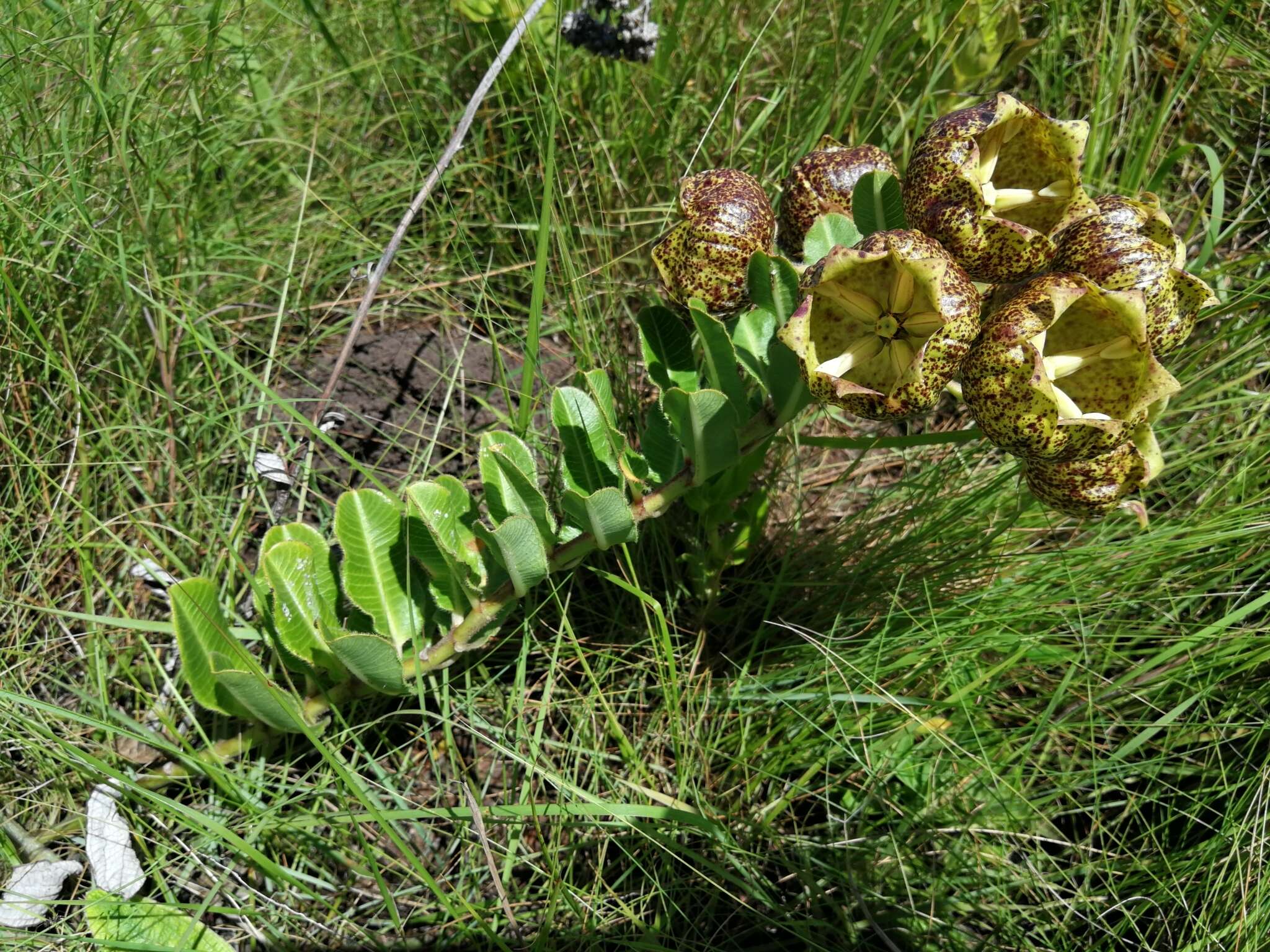 Sivun Pachycarpus grandiflorus (L. fil.) E. Mey. kuva