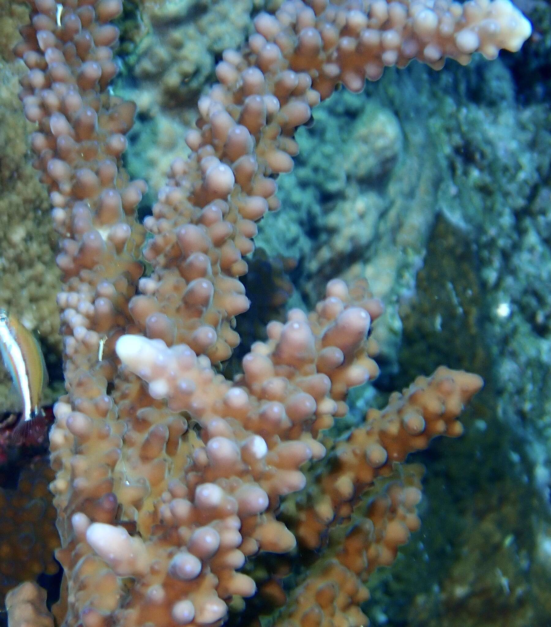 Image of Acropora hemprichii (Ehrenberg 1834)