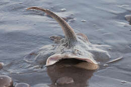 Image of Winter Skate