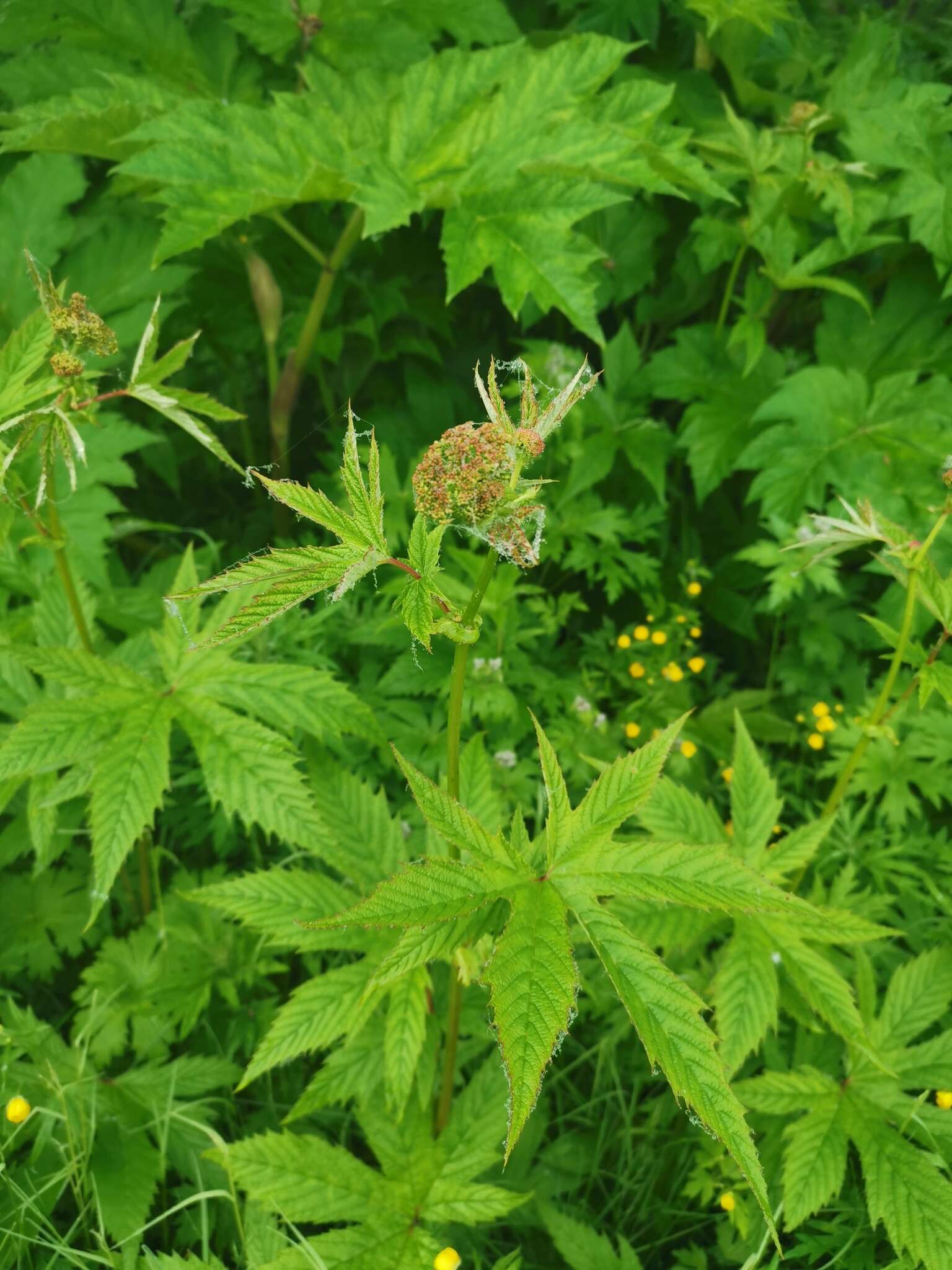 Plancia ëd Filipendula palmata (Pall.) Maxim.