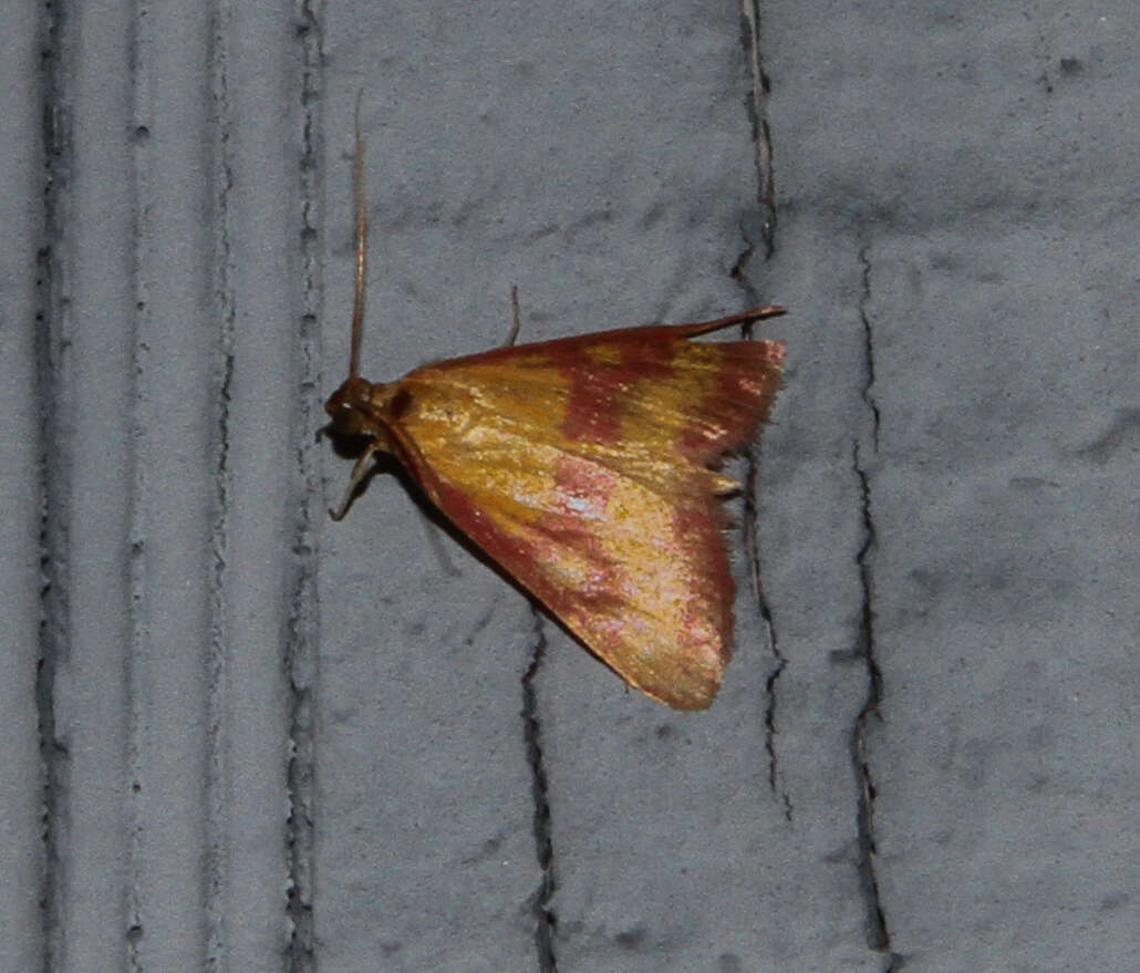 Image of Southern Purple Mint Moth
