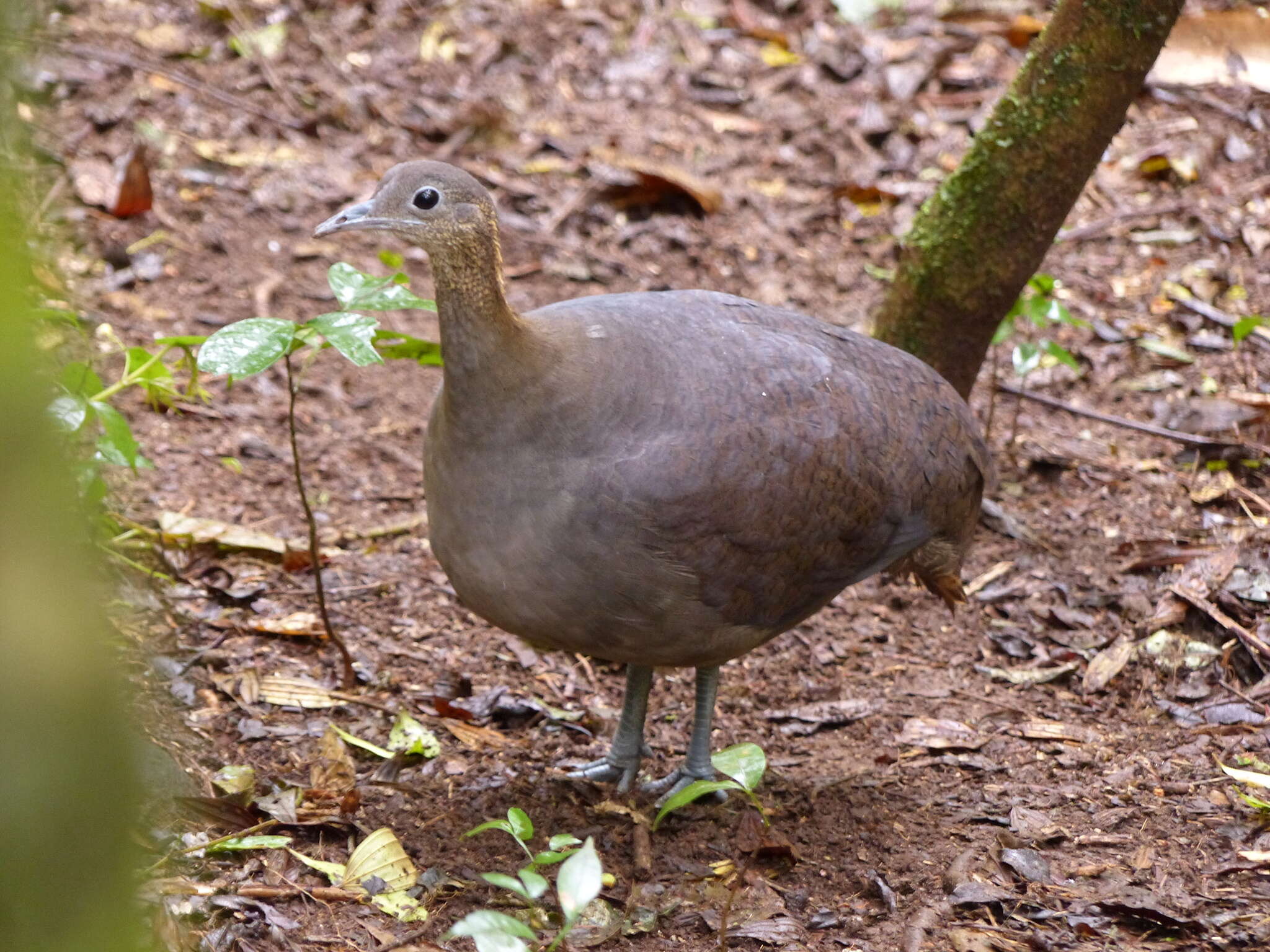 Image of Solitary Tinamou