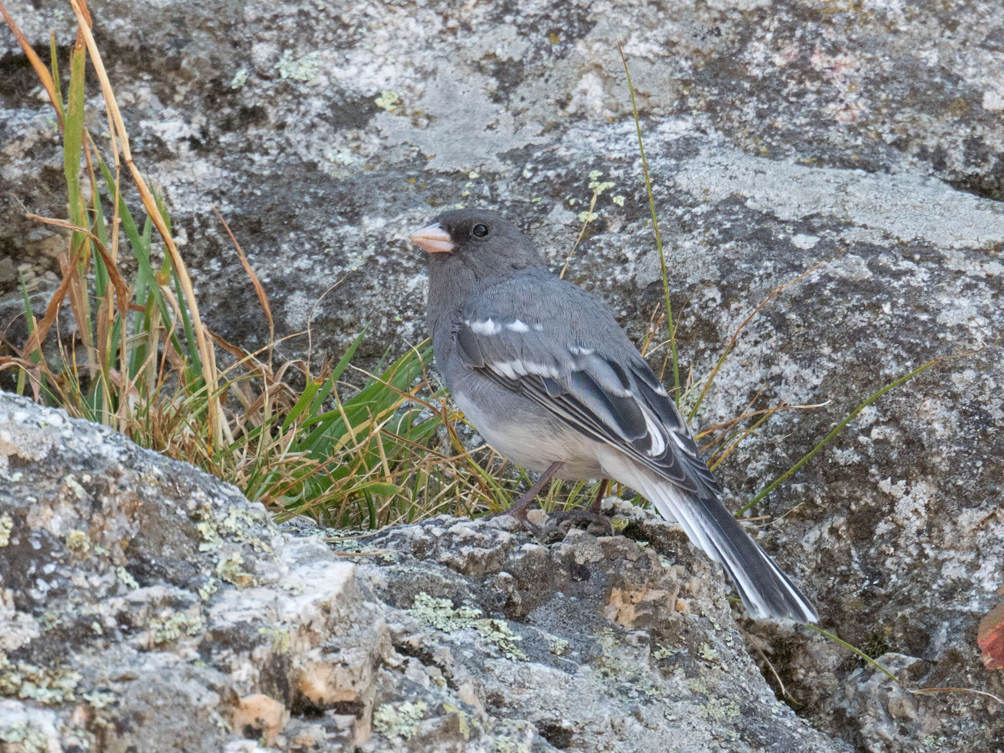 Image of White-winged Junco