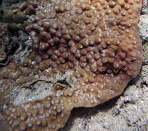 Image of Chinese lettuce coral