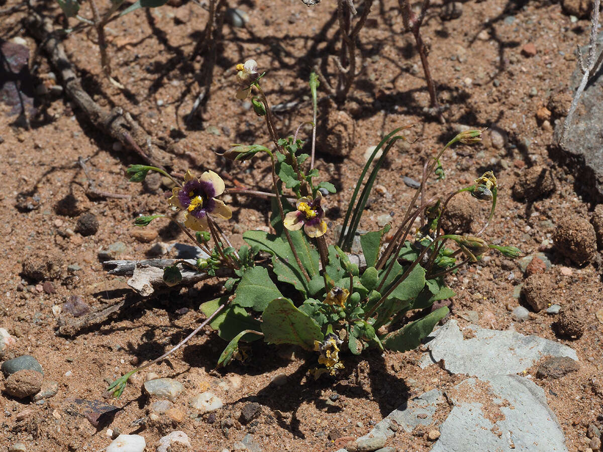 Image of Diascia bicolor K. E. Steiner