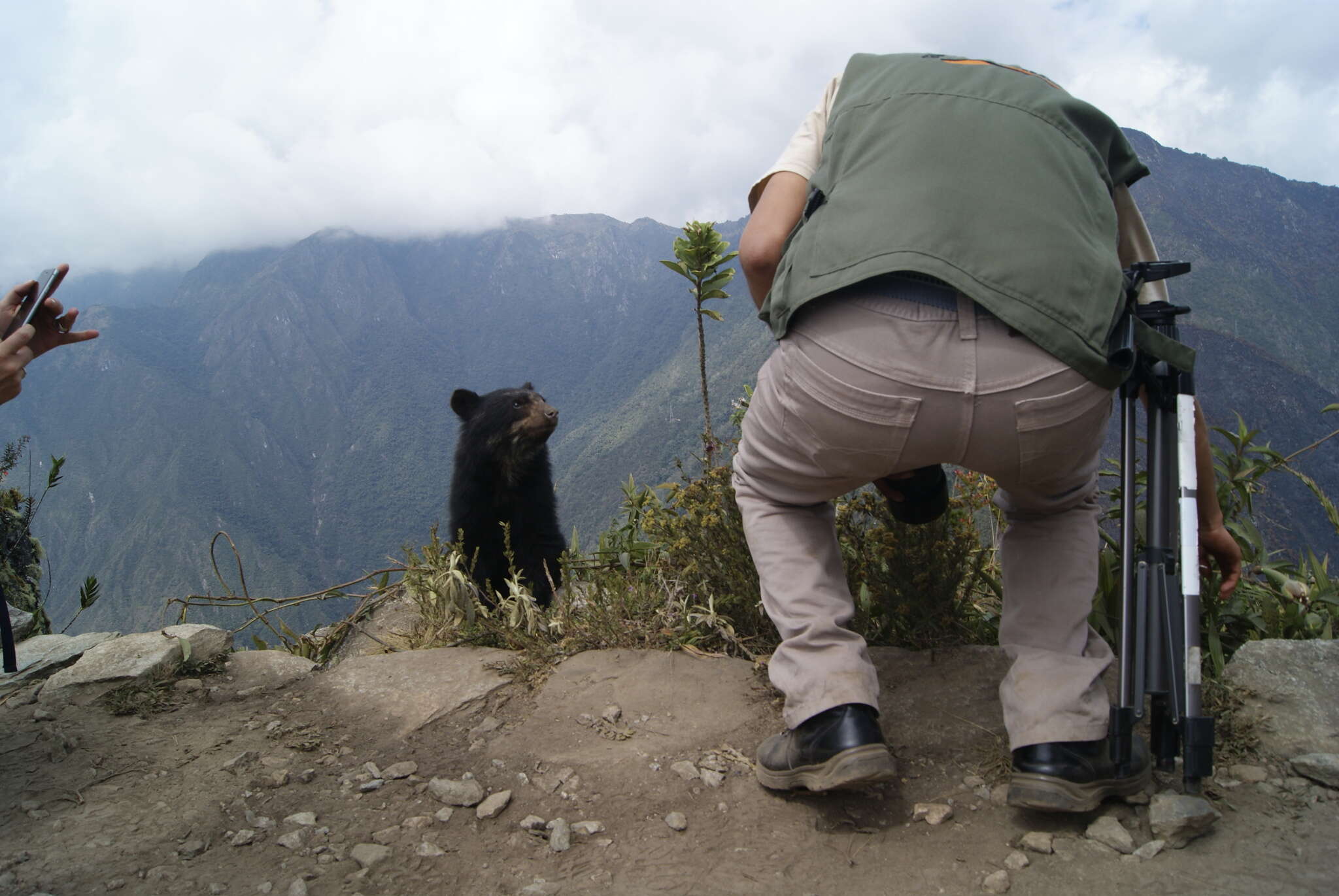 Image of Andean Bears