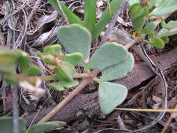 صورة Roepera glauca (F. Müll.) Beier & Thulin