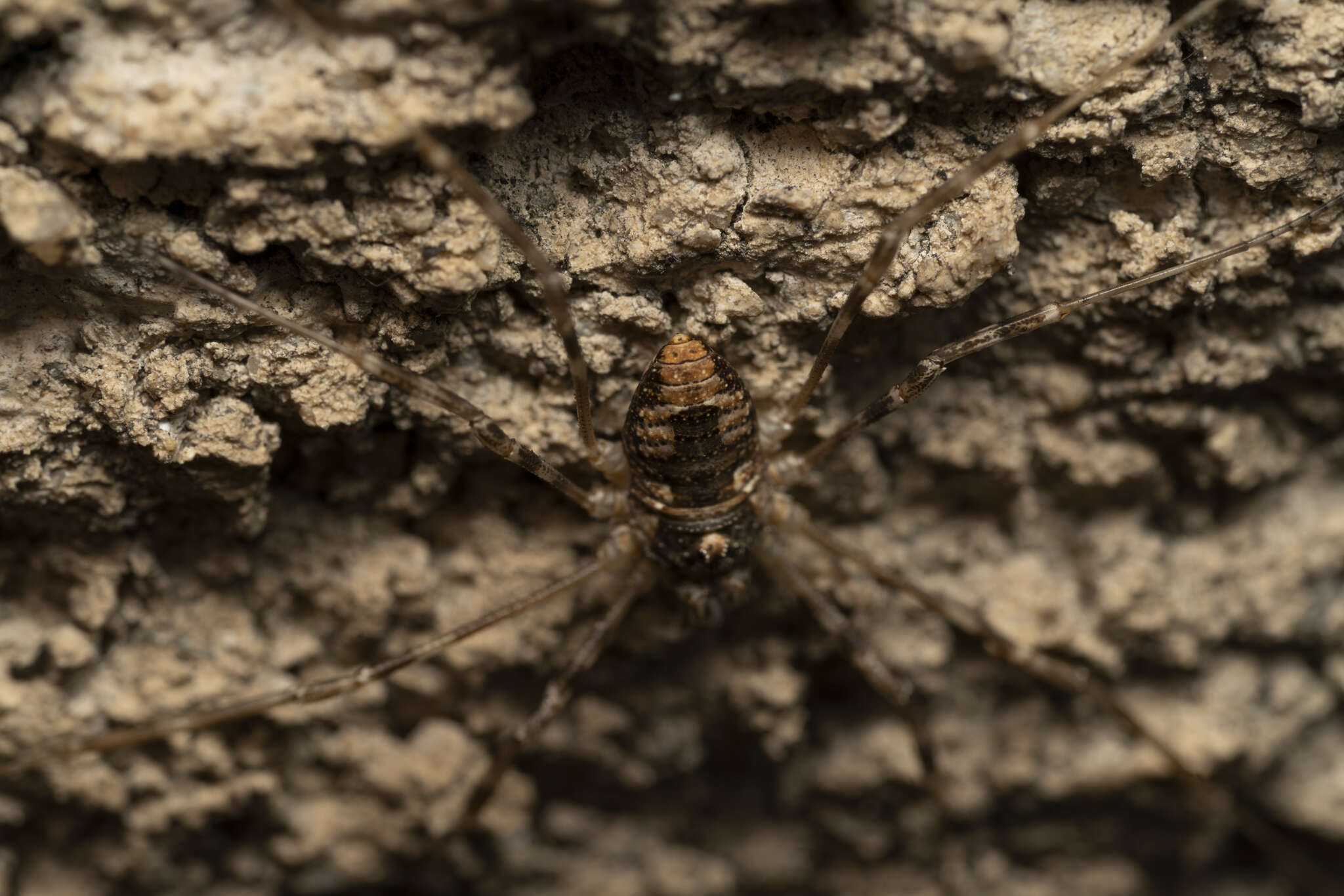 Image of <i>Metaplatybunus rhodiensis</i>