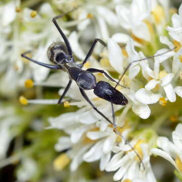 Image of Camponotus angusticeps Emery 1886