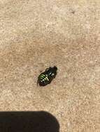 Image of Fiddler Beetle