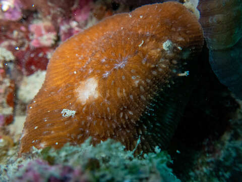 Image of bracket coral