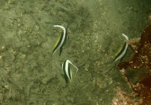 Image of Bannerfish