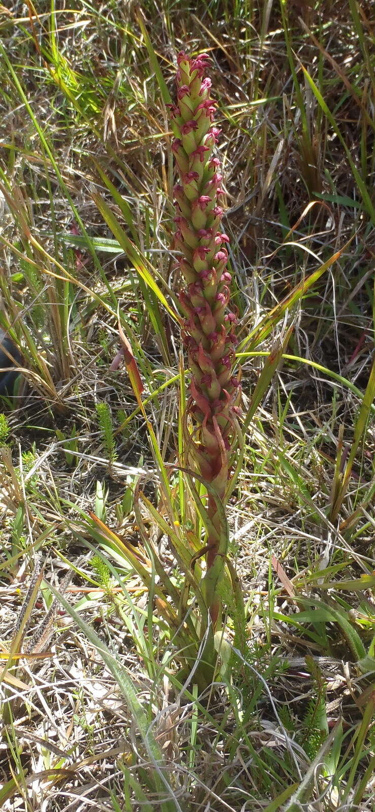 Image of African weed-orchid