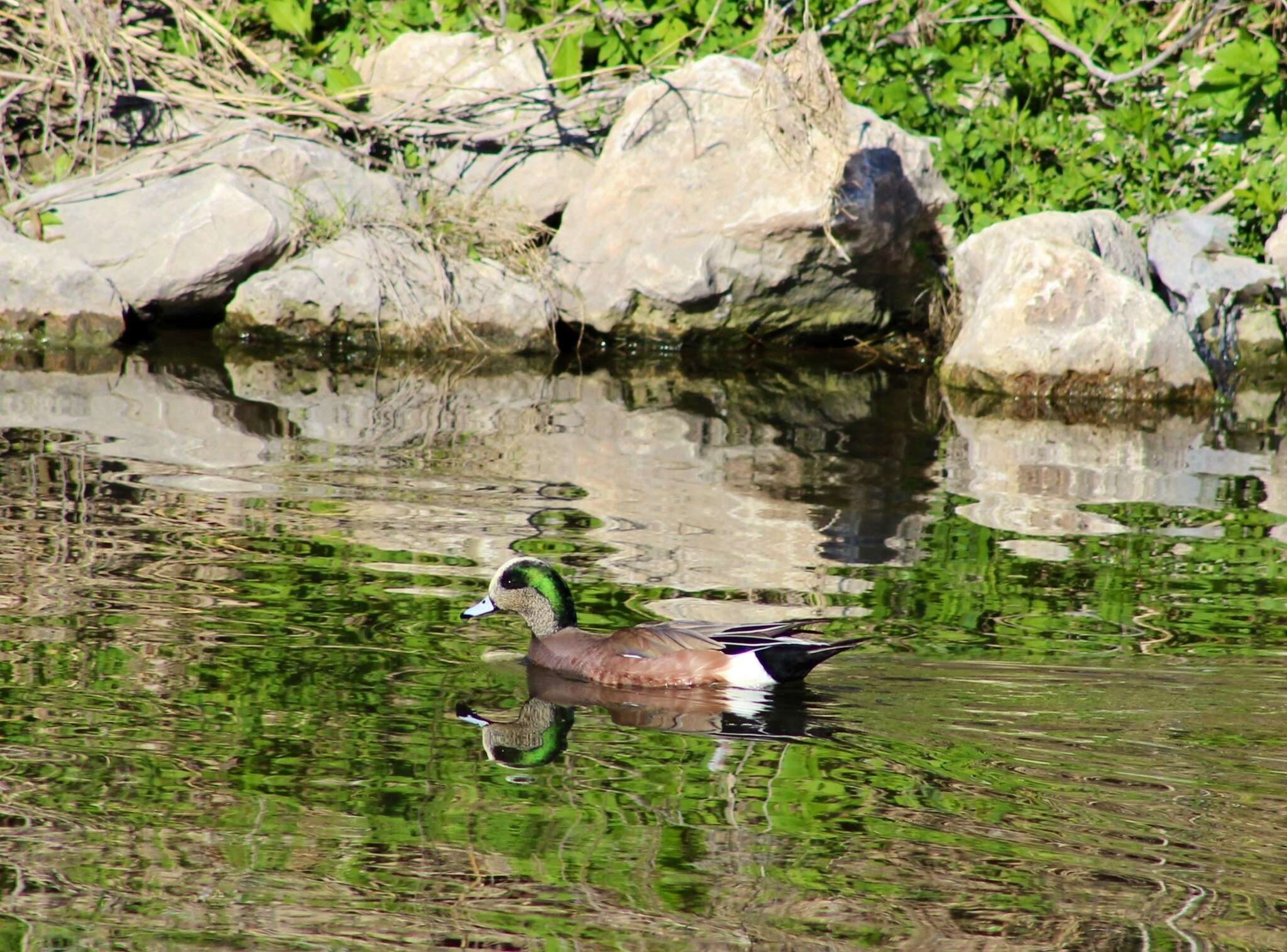 Image of American Wigeon