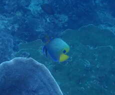 Image of Blue-face Angelfish