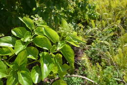 Image of Premna obtusifolia R. Br.