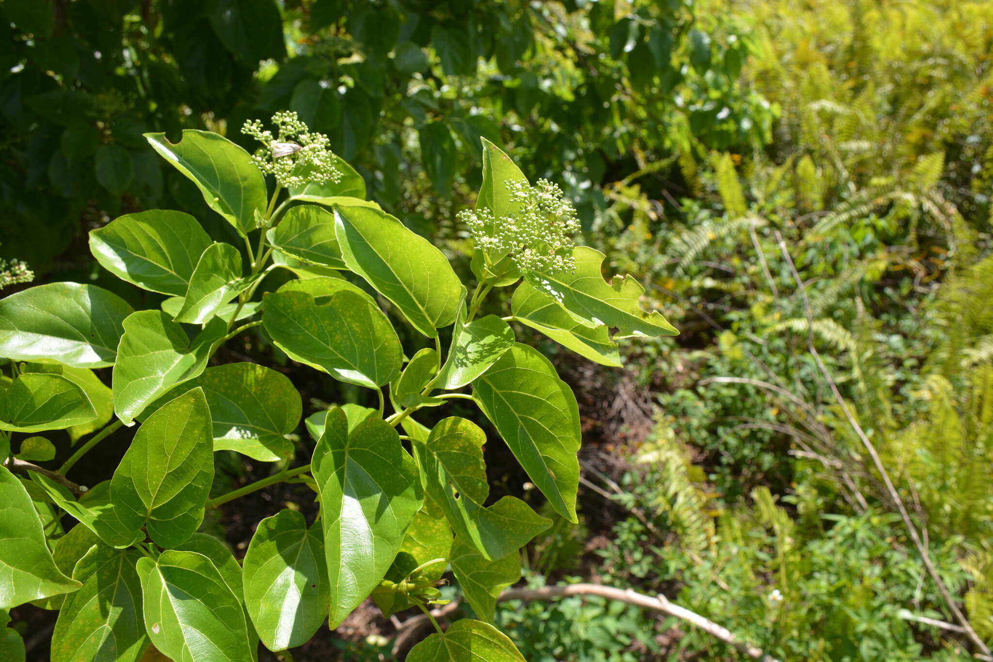 Premna obtusifolia R. Br.的圖片