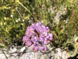 Image of Dilatris corymbosa P. J. Bergius