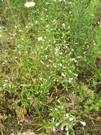 Image of Limestone Wild Basil