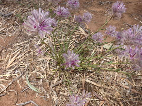 Image of <i>Ptilotus semilanatus</i>