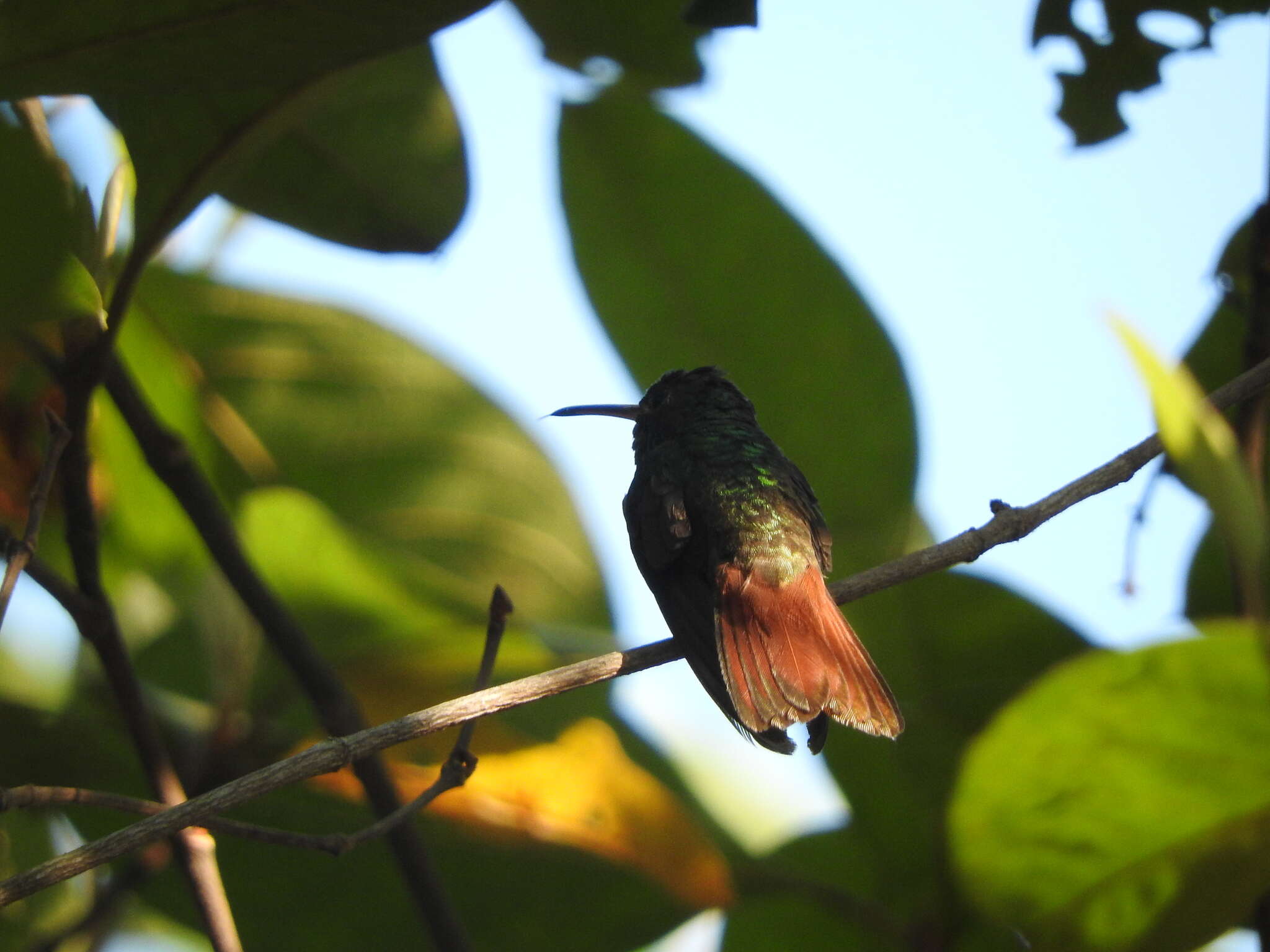 Imagem de Amazilia yucatanensis (Cabot & S 1845)