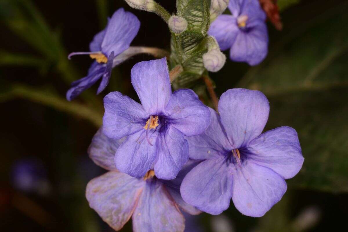 Eranthemum roseum (Vahl) R. Br. resmi