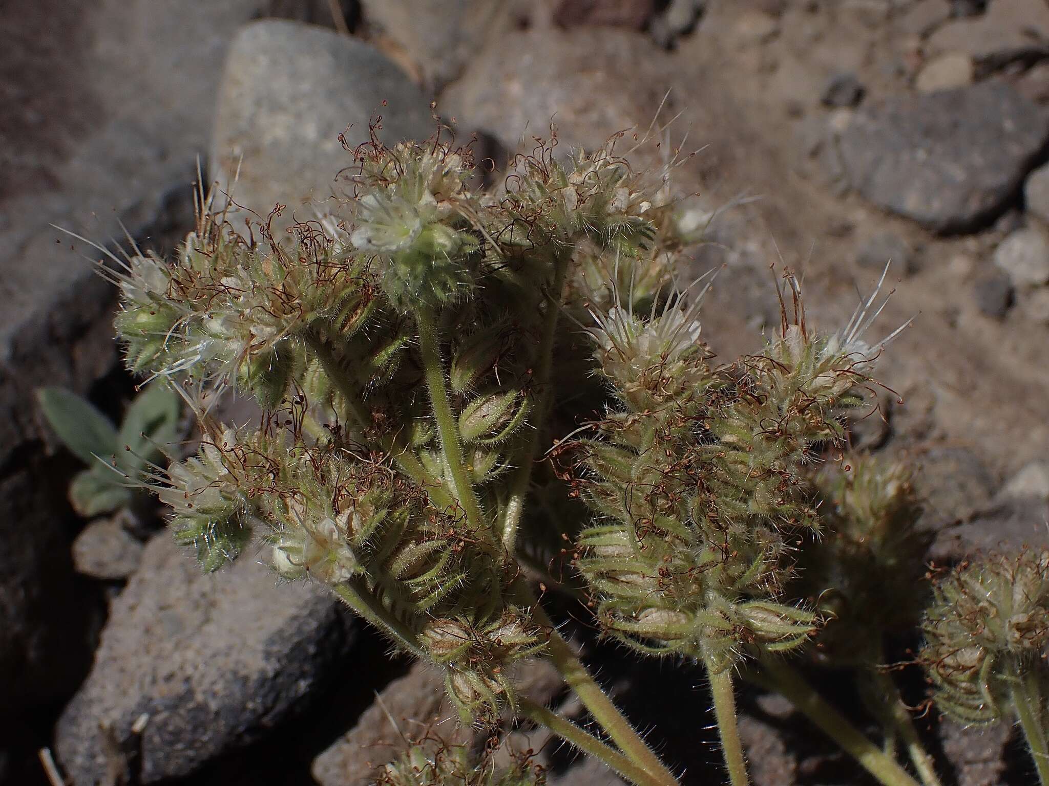 Image of compact phacelia