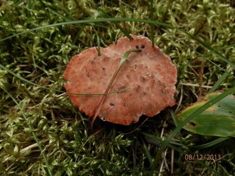 Image of Hydnellum peckii Banker 1912