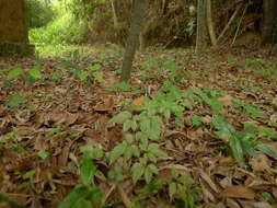 Image of Yellow Dryad