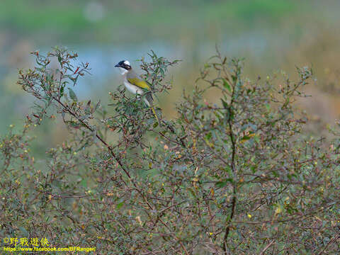 صورة Pycnonotus sinensis formosae Hartert 1910