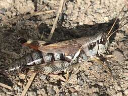 Melanoplus fasciatus (Walker & F. 1870) resmi