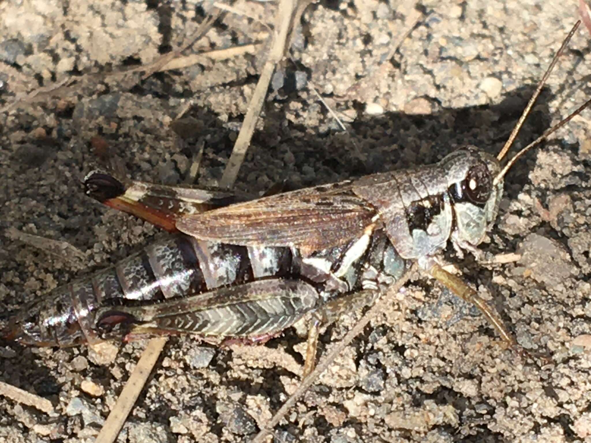 Melanoplus fasciatus (Walker & F. 1870) resmi