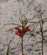 Image of Grevillea dimorpha F. Müll.