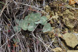 Image of Owyhee clover