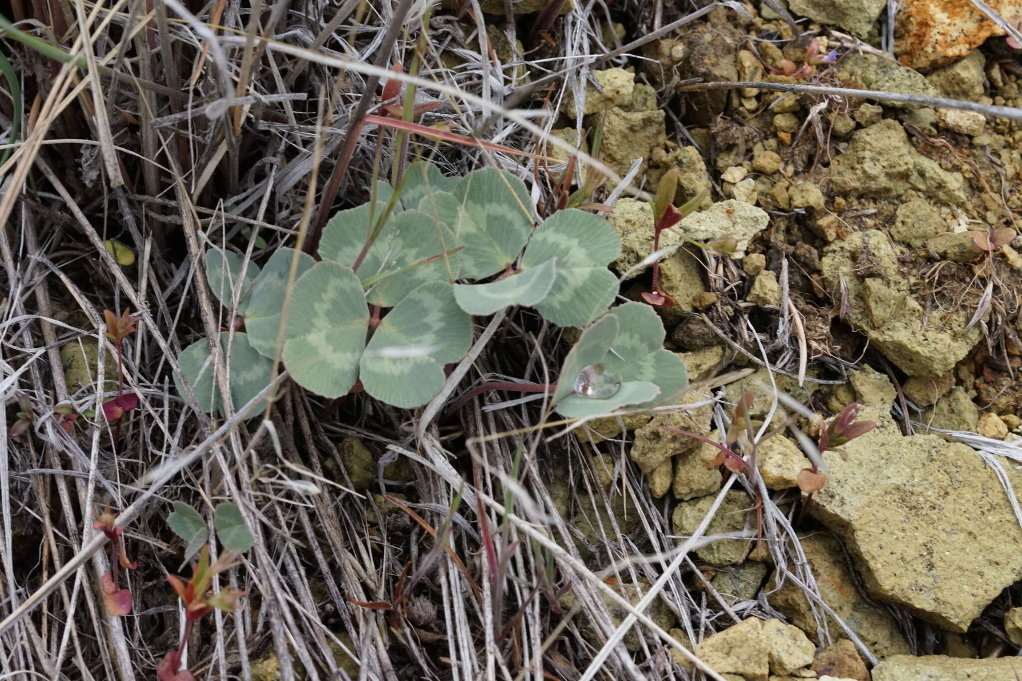 Sivun Trifolium owyheense Gilkey kuva