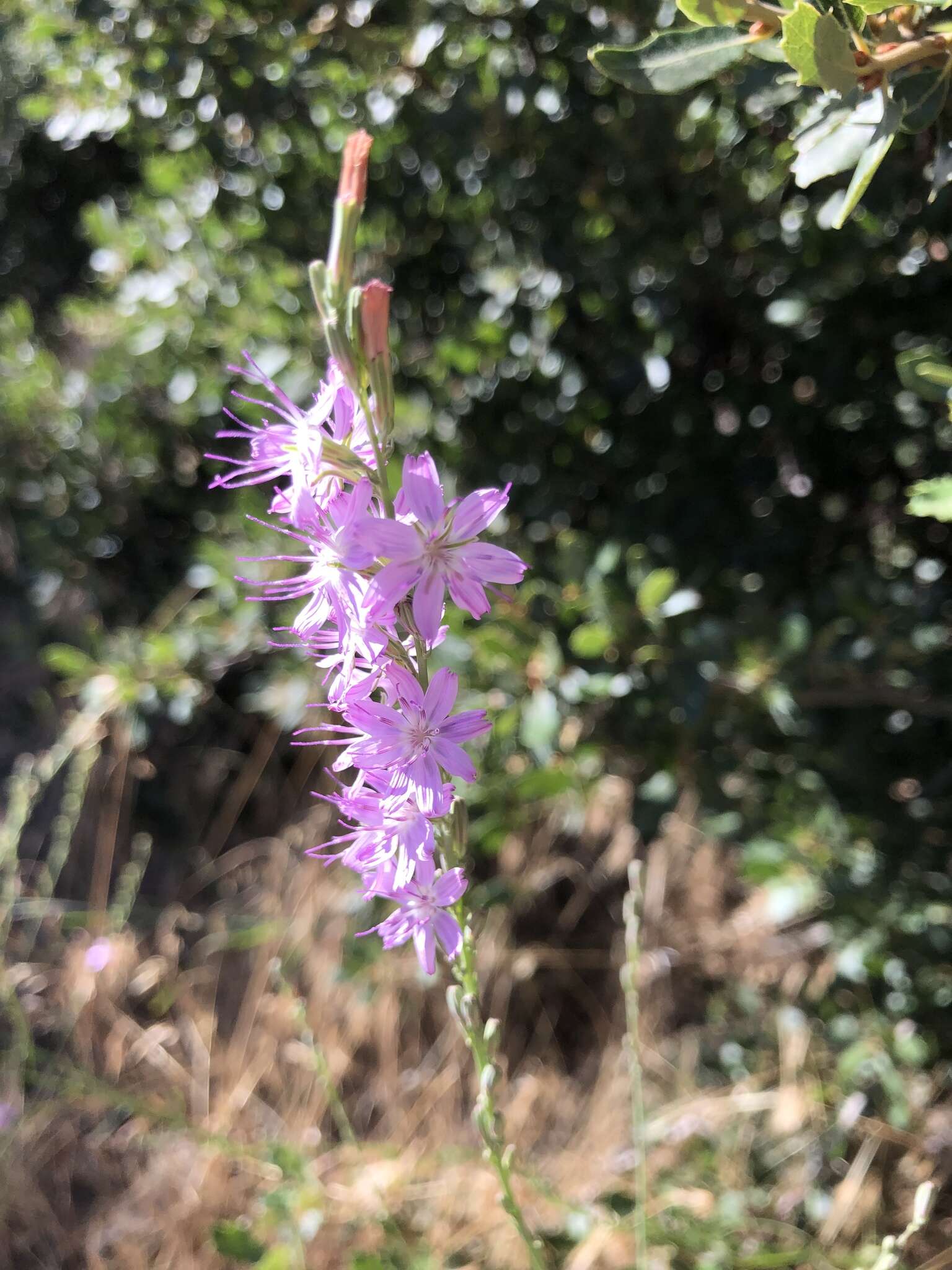 صورة Stephanomeria virgata Benth.