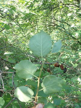 Image of Klamath plum