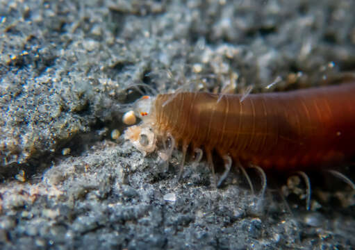 Oxydromus angustifrons (Grube 1878)的圖片