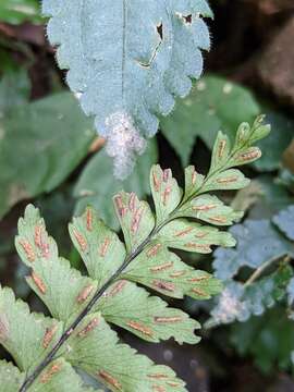 Hymenasplenium apogamum (N. Murak. & Hatan.) Nakaike resmi