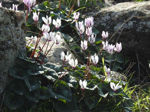 Image of florist's cyclamen