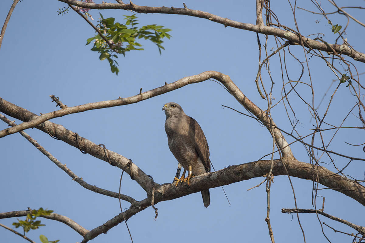 Слика од Buteo ridgwayi (Cory 1883)