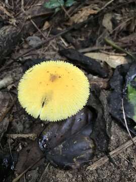 Image of Leucocoprinus brunneoluteus Capelari & Gimenes 2004