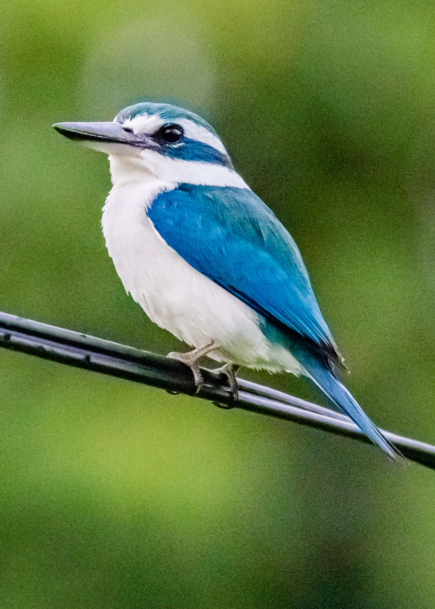 Image of Pacific Kingfisher