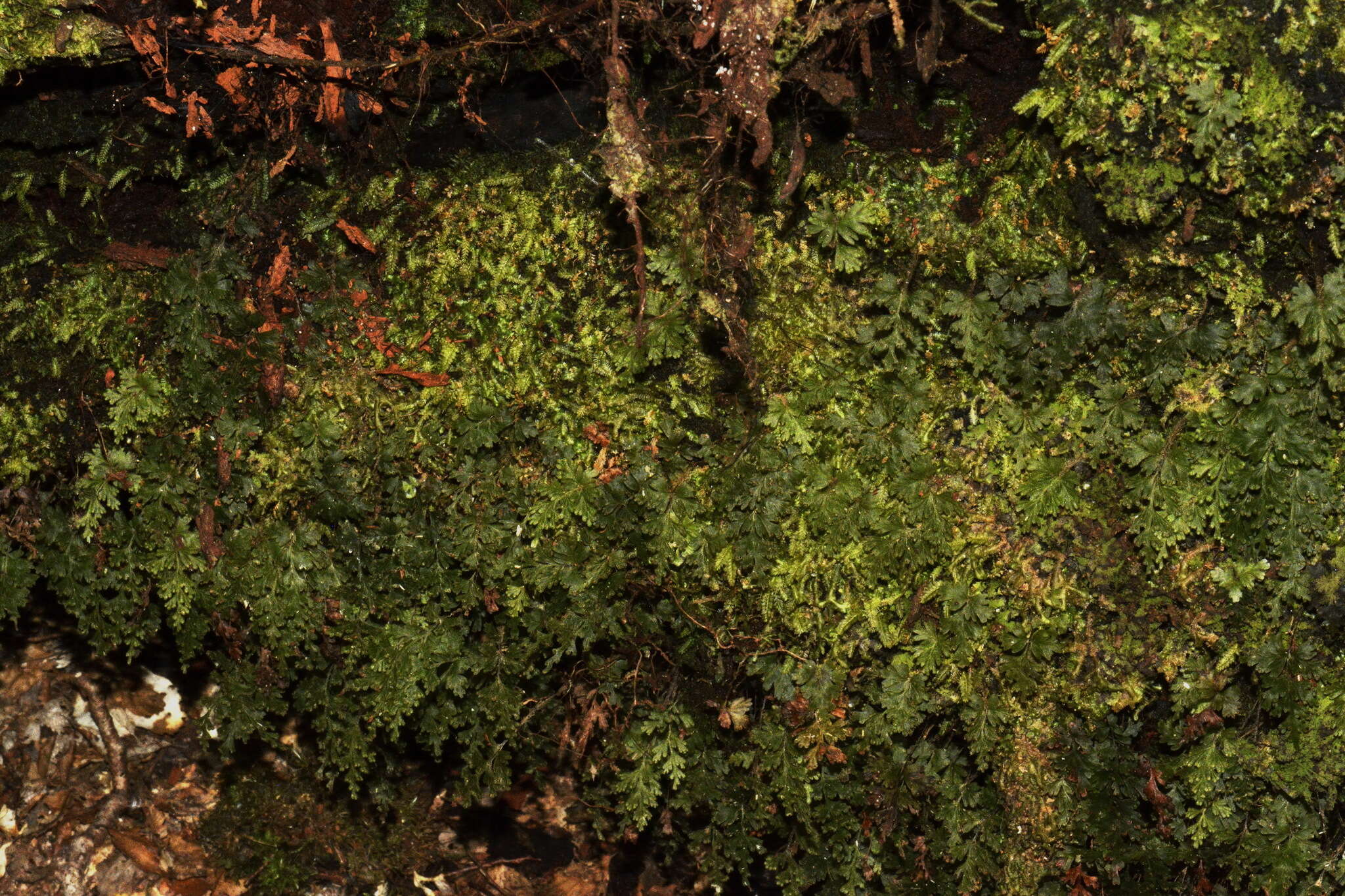 Plancia ëd Hymenophyllum rufescens Kirk