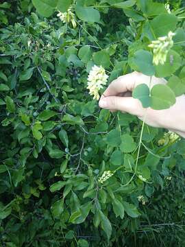 Imagem de Vicia pisiformis L.