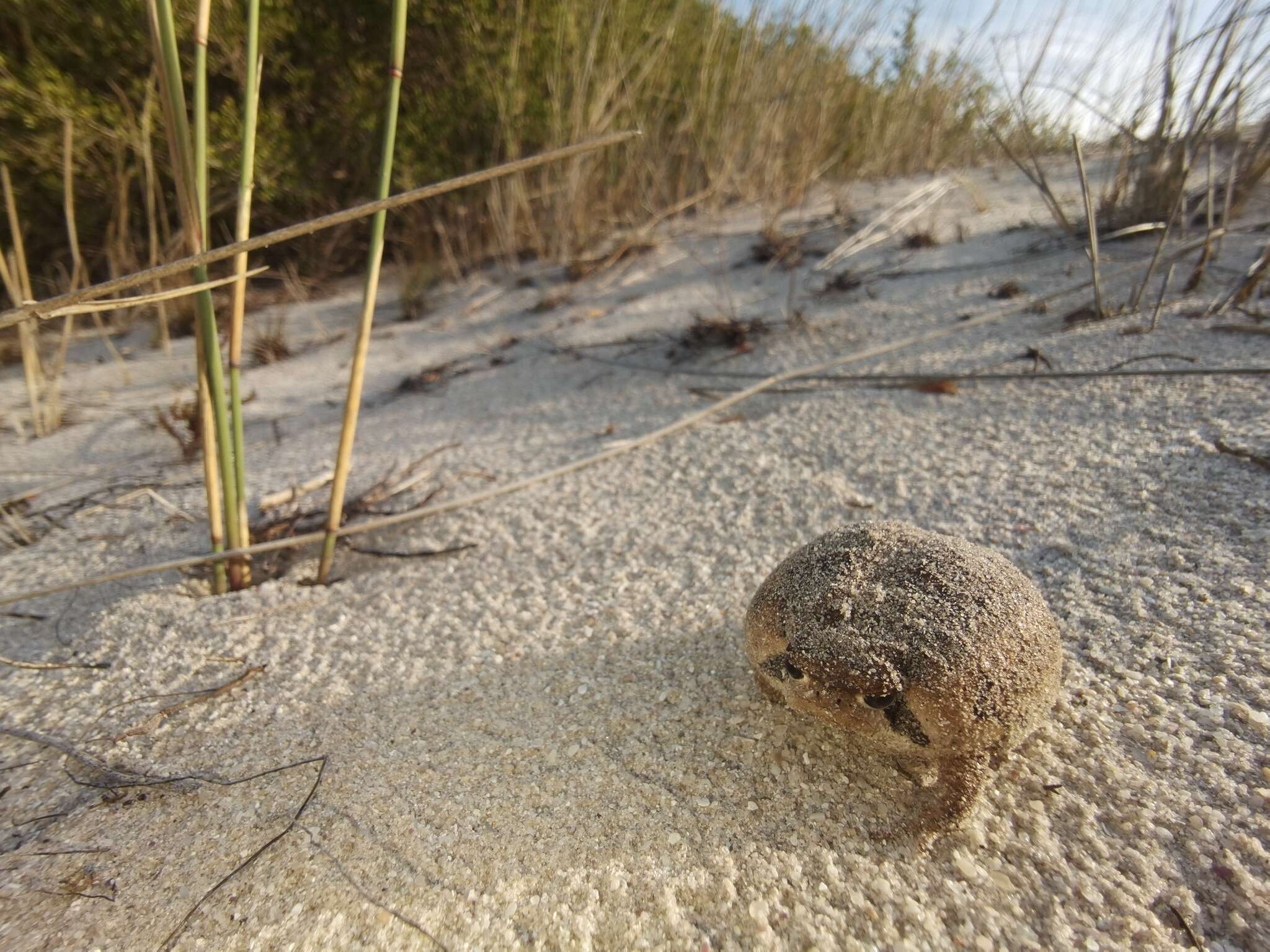 Image of Breviceps rosei rosei