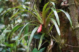 Guzmania nicaraguensis Mez & C. F. Baker的圖片